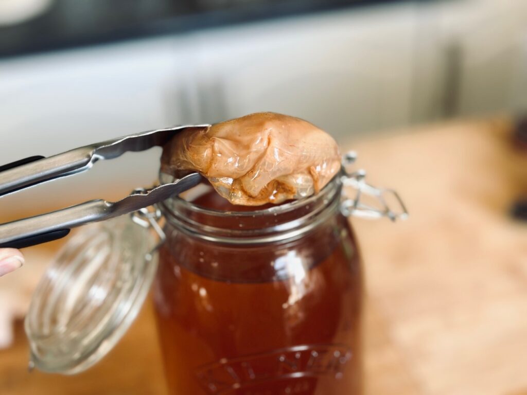 A Kombucha SCOBY held over a jar of liquid by a pair of metal tongs