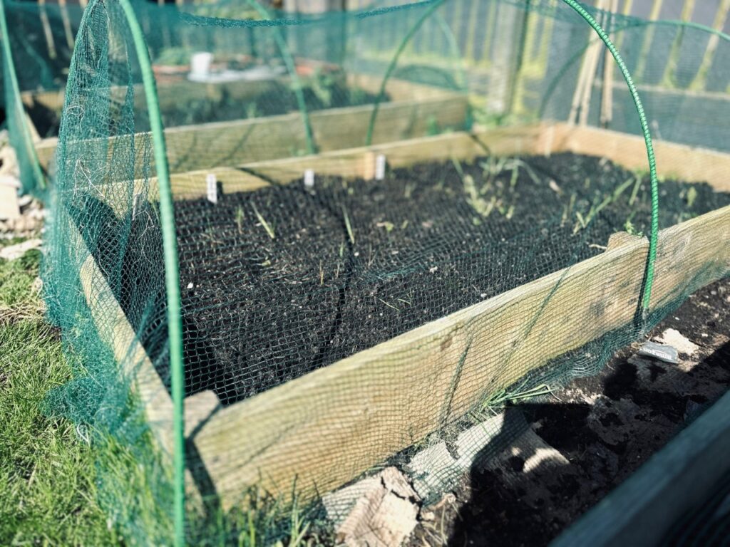 low wooden raised bed with bare compost, and green hoops and net