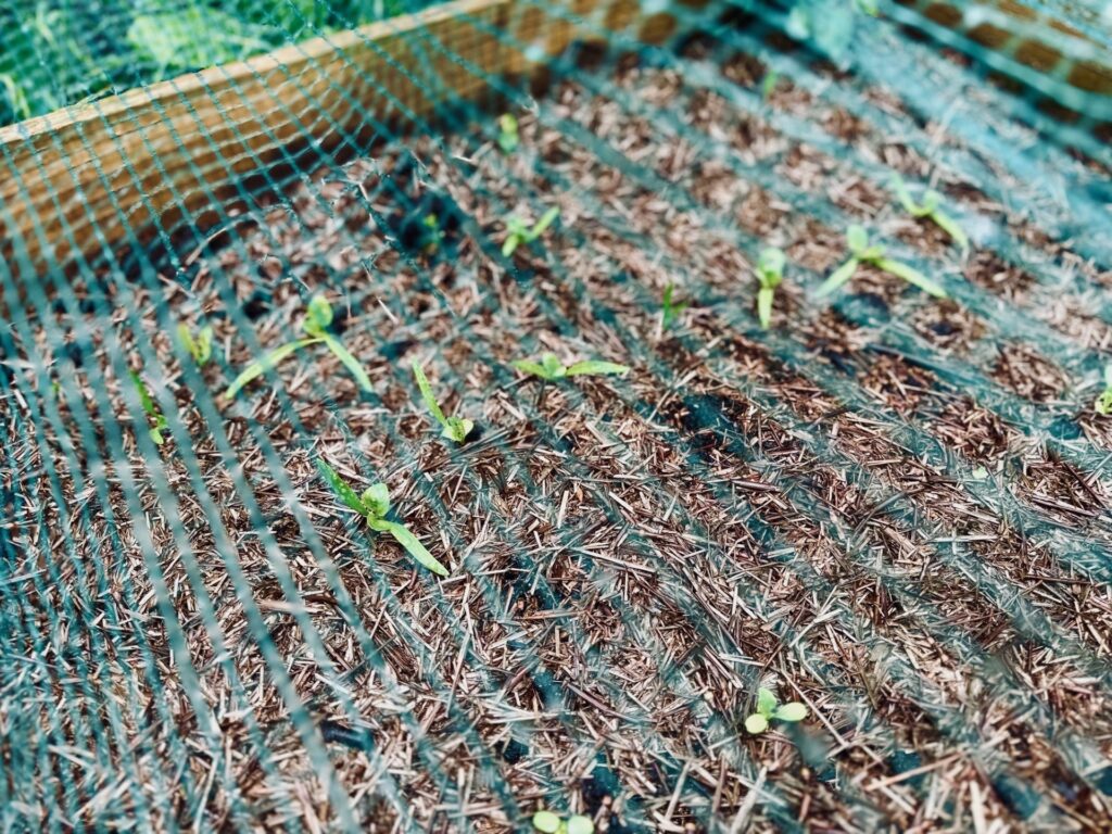 A netted raised bed with seedling growing 