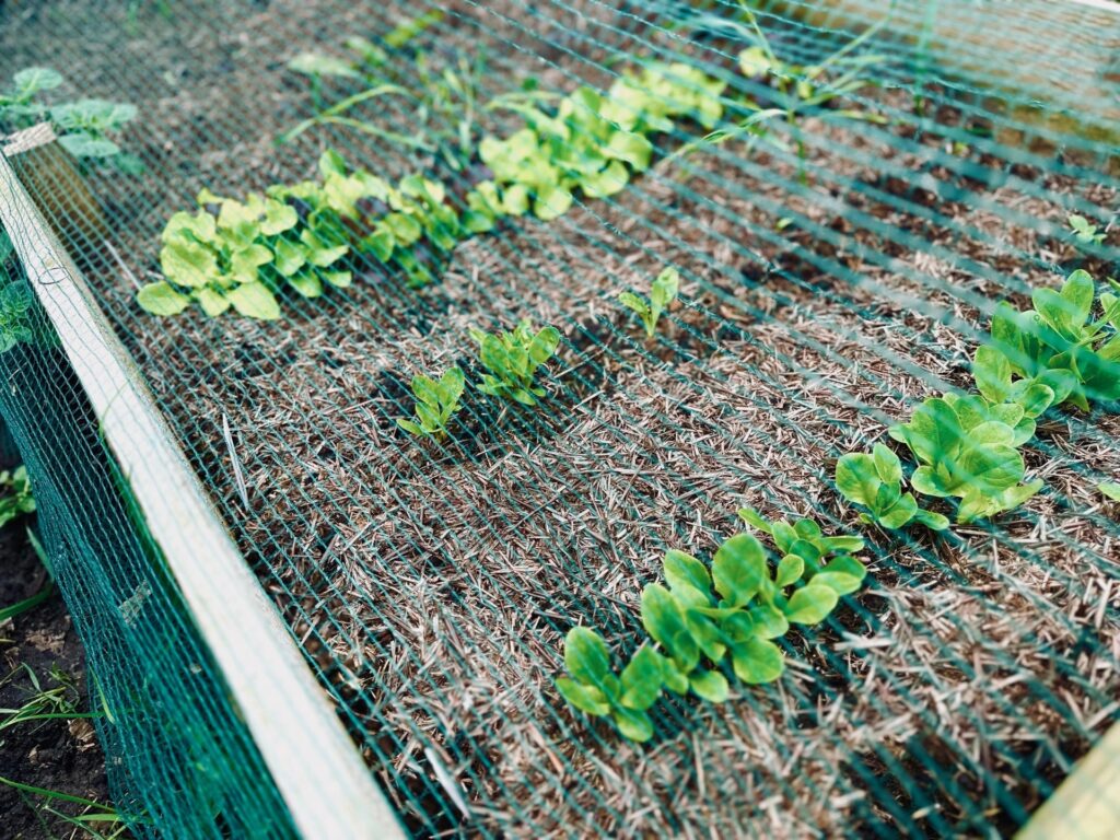 A garden bed succession planted with lettuce