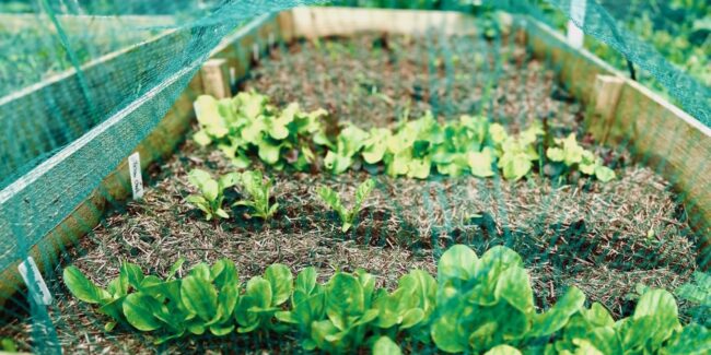 succession planted raised bed