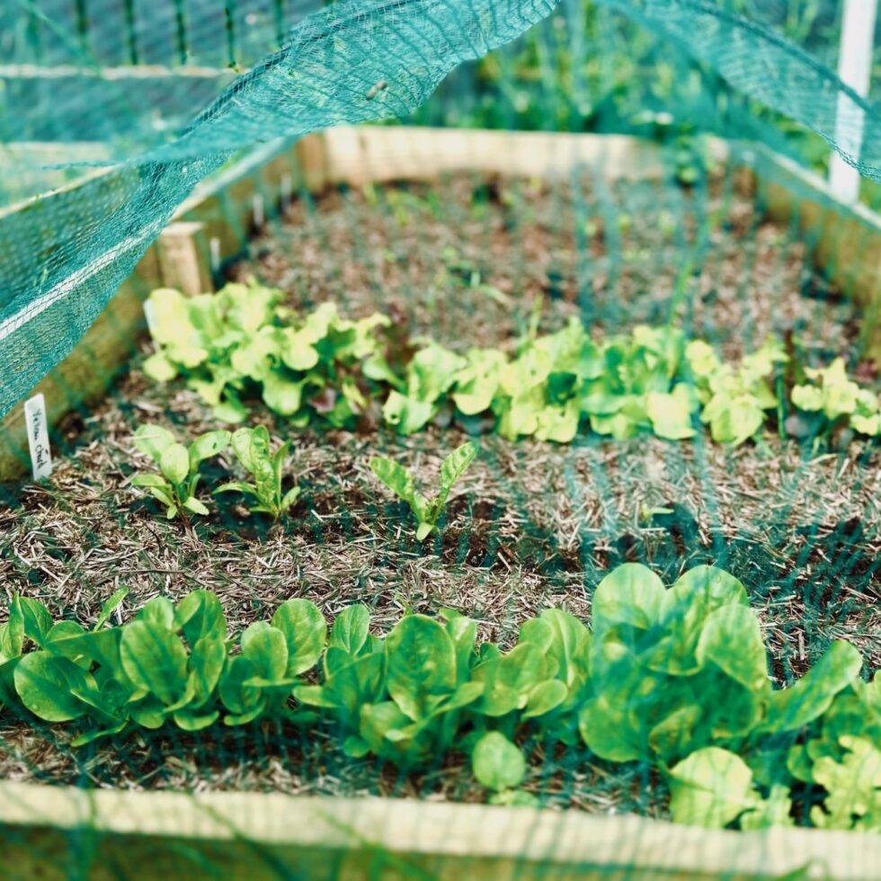 succession planted raised bed