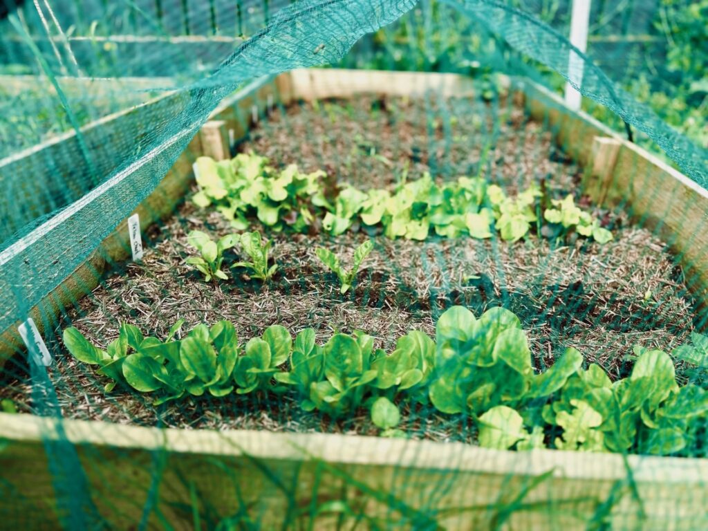 a raised bed full of succession planted crops