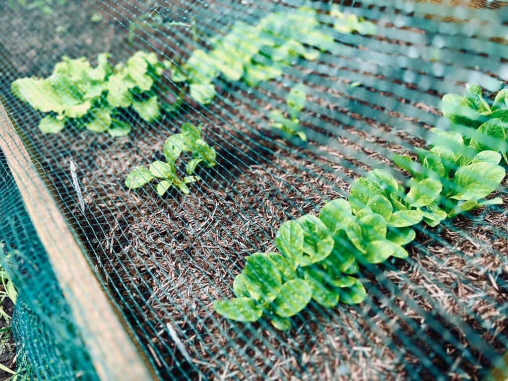 a garden bed of lettuce at different stages of growth