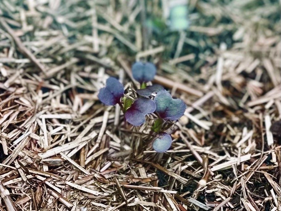 a purple pack choi seedling surrounded by mulch