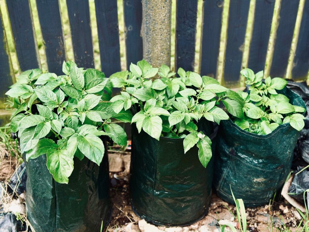 a set of 3 succession planted potato sacks