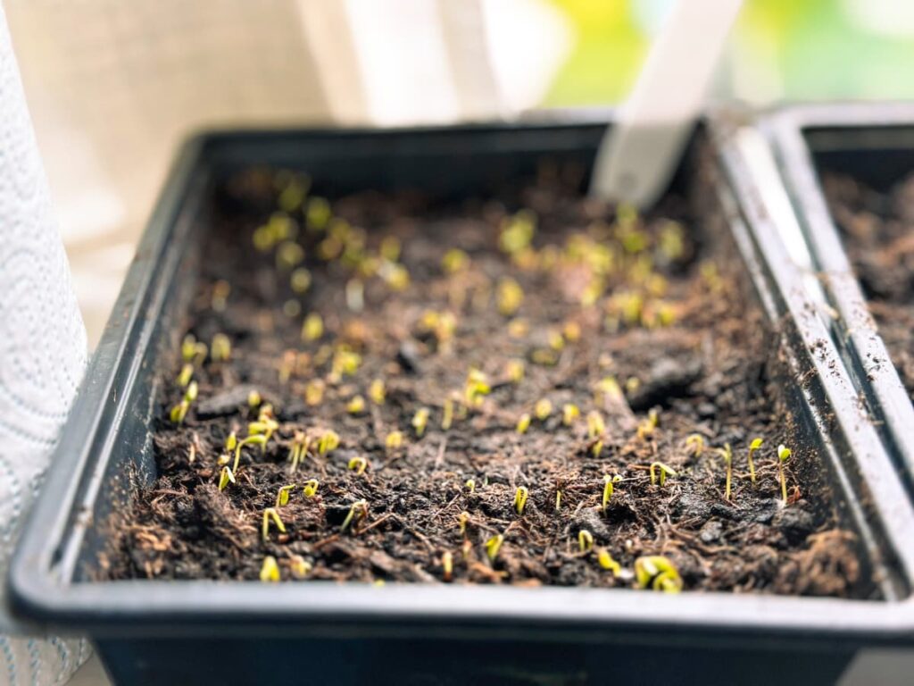 A tray of newly sprouted cress microgreens