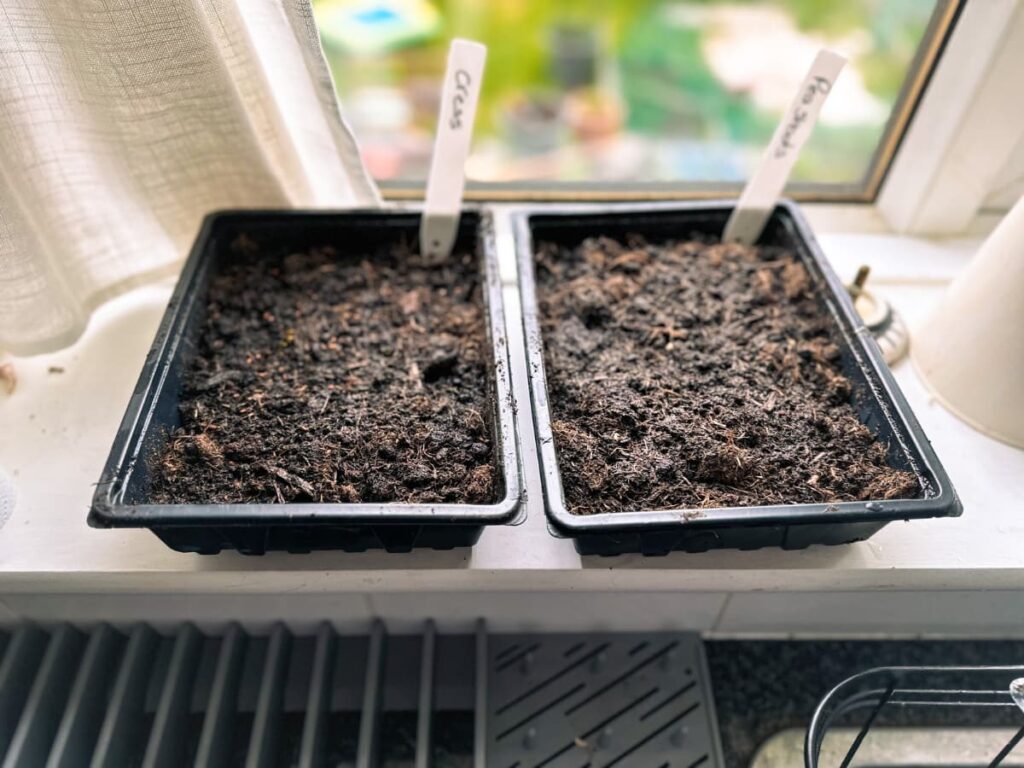 Two trays of moist compost on a windowsill growing microgreens