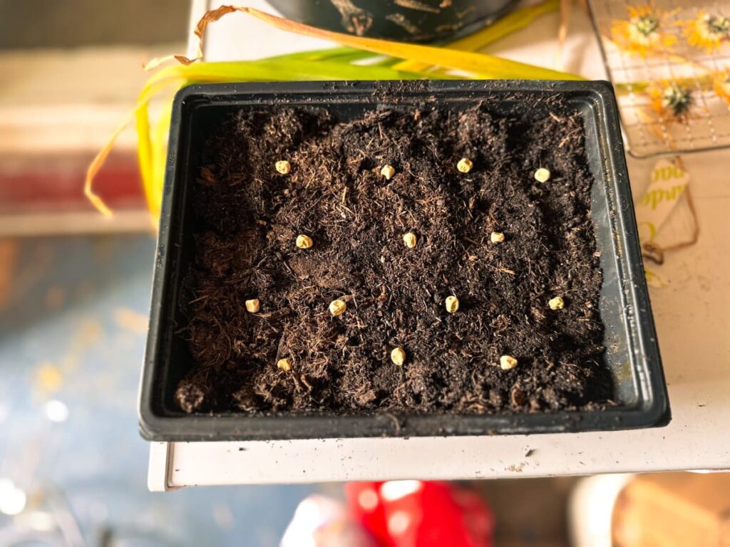 A black tray of compost and seeds lined up to grow microgreens