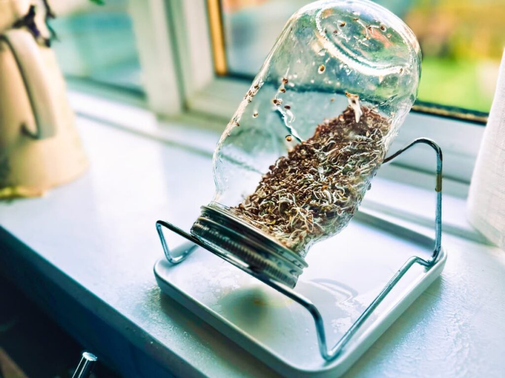 Alfalfa sprouts in an upside down jar on a windowsill