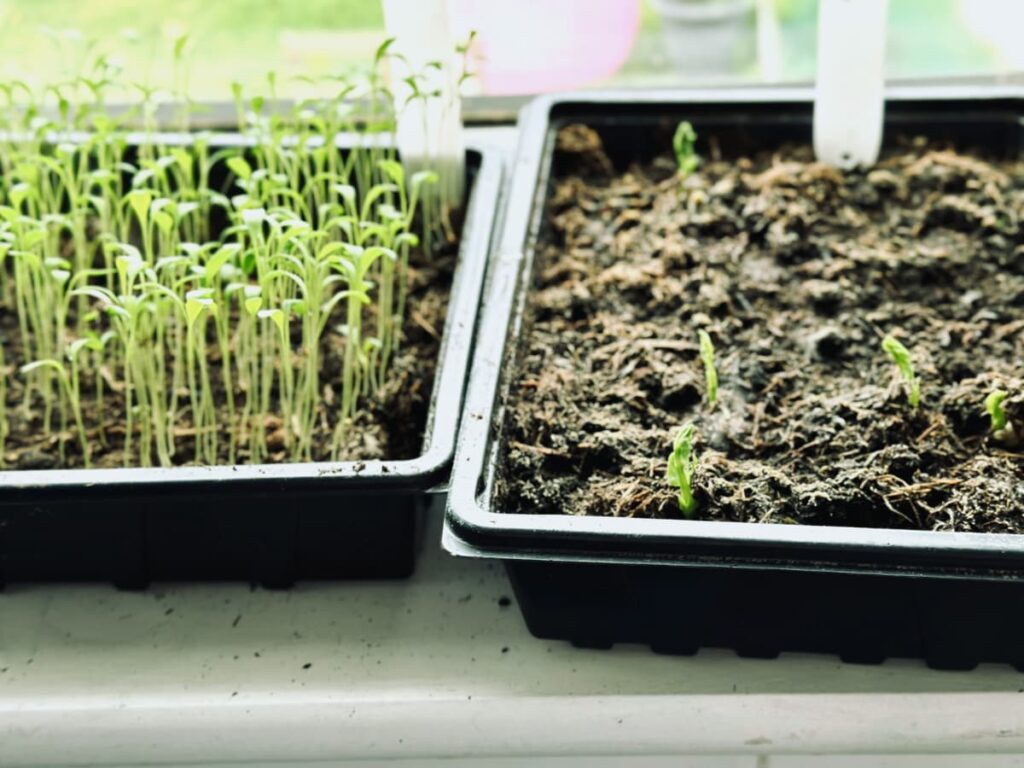 June Microgreens and sprouts in trays on a windowsill