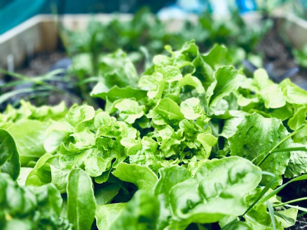 A Garden bed full of salad in June
