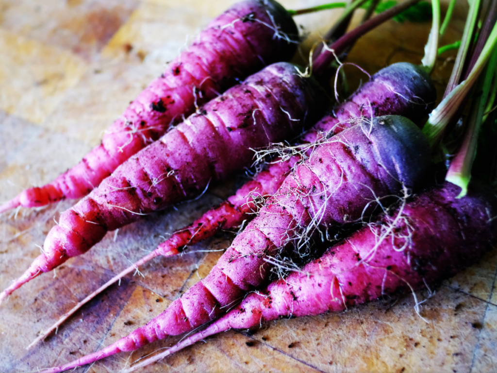 Purple carrots covered in mud
