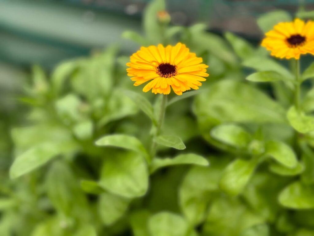 A marigold flower