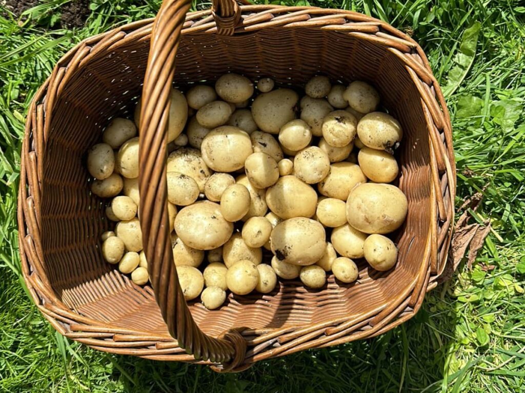 A basket full of freshly harvested potatoes to show what to plant in July
