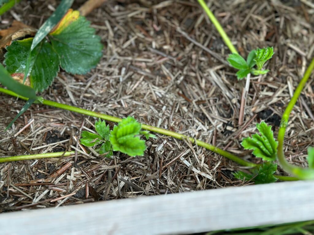 Strawberry runners planting in July