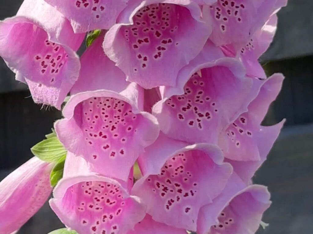 A foxglove flower, depicting what to grow in July