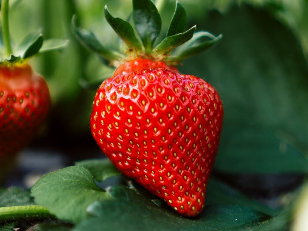 A strawberry plant to show ways to preserve strawberries