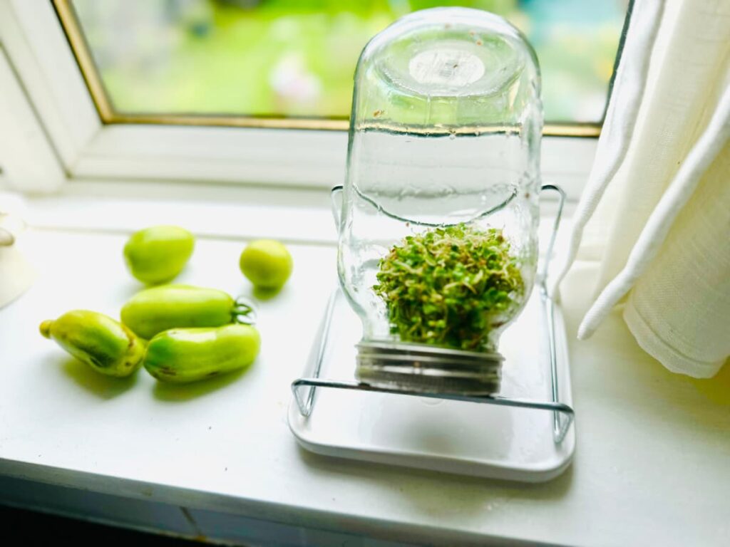 Seeds sprouting on a windowsill showing what to grow in August