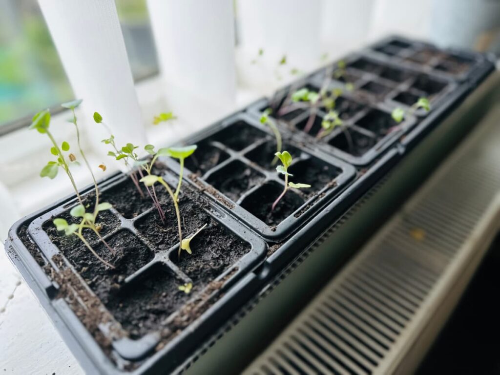A tray of seedlings on a windowsill to show what you can still plant in August